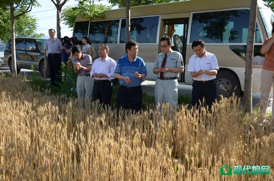 参观团查看夏粮长势