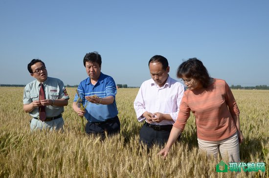 参观团查看夏粮长势